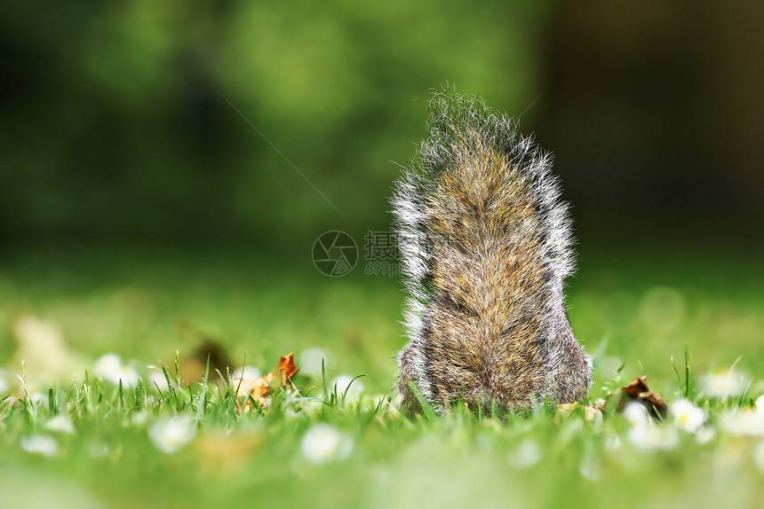 有趣的英国草地上灰松鼠尾巴Sciuruscarolinensics美丽的图片