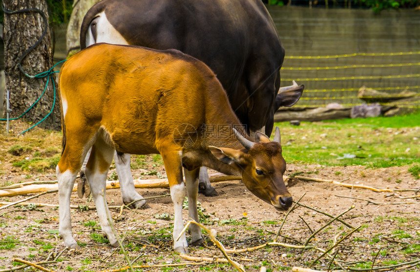 棕色的亚洲人女JavaBatteng母牛来自印度尼西亚的耐田动物种图片