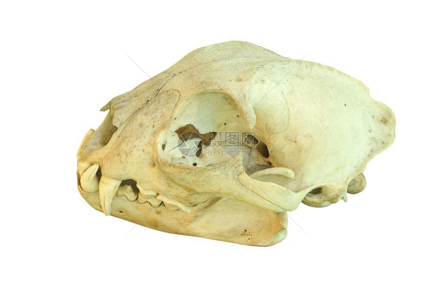 保护猞猁白种背景的孤立头骨黑白背景上的隔离头骨解剖学图片