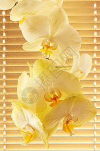 植物精美的香兰花树枝在雅露西康福特背景上开花在屋内创造朵的罗茜康福特投标图片