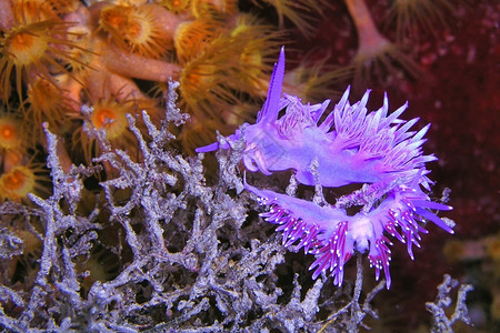 应对蓬塔斯动物群生态海蛞蝓FlabellinaaffinisCaboCopePuntasdelCalnegre自然公园地中海穆尔西亚班牙欧背景