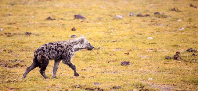 土狼横越肯尼亚草地马拉国民猎人图片