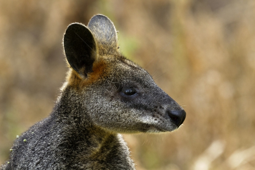 澳大利亚第一个公园塔山保护区的野生小袋鼠皮毛中有季节花粉和种子位于维多利亚水平图像上可用的复制空间吸引人的伟大哺乳动物图片