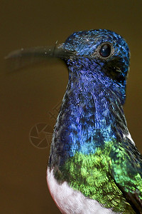 羽毛蜂鸟马基普库纳云雾森林保护区厄瓜多尔皮钦查观鸟高清图片