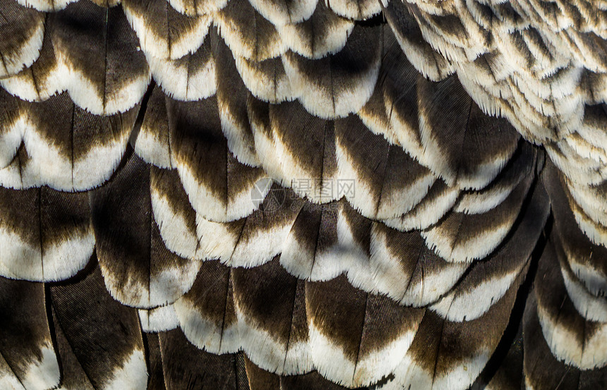 大型封闭野生动物背景濒危鸟类物种中秃鹫羽毛的巨型结壳野生物背景严重濒危鸟类物种威胁学非洲人图片