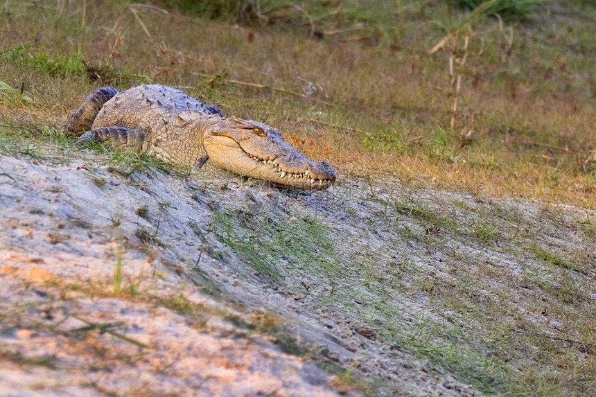 历史栖息地自然MuggerCrocodileCrocodyluspalustris湿地皇家巴迪亚国公园巴迪亚公园尼泊尔亚洲图片