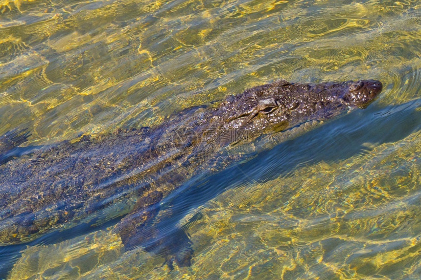 MuggerCrocodileCrocodyluspalustris湿地皇家巴迪亚国公园巴迪亚公园尼泊尔亚洲生态旅游系统脊椎动物图片