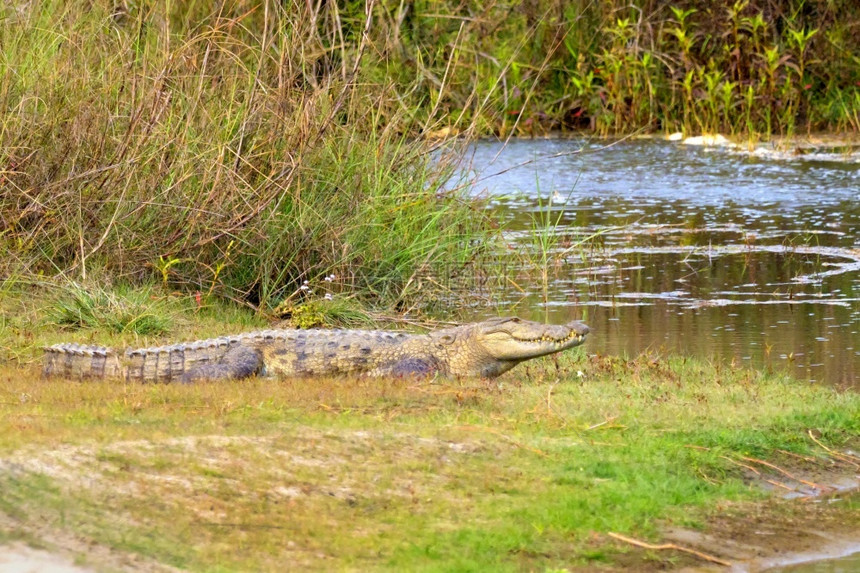 MuggerCrocodileCrocodyluspalustris湿地皇家巴迪亚国公园巴迪亚公园尼泊尔亚洲动物学生荒野图片