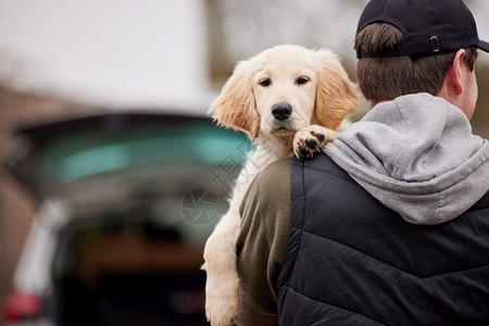 宠物健康男罪犯在卫生禁闭期间偷窃或DognappingPuppy封锁图片