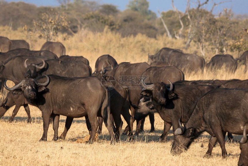 假期警报博茨瓦纳热带草原的一群非洲水牛野生动物图片