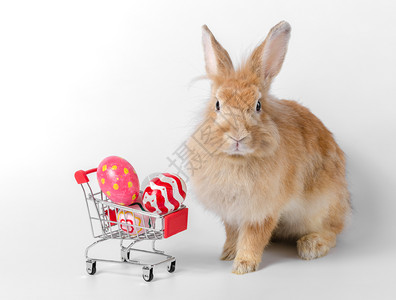 兔子和购物车图片
