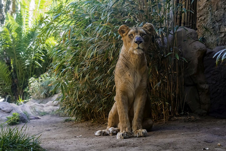 苹果浏览器棕色的雌狮坐在地上背景是绿竹子捕食者休息坐在地上背景是绿竹子捕食者休息丰富多彩的背景图片