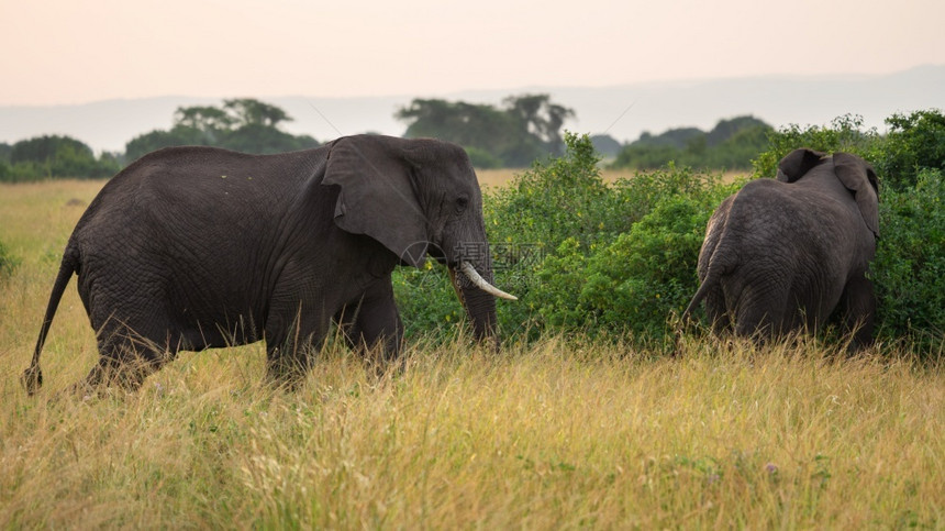 野生动物非洲人活的大象Loxodontaafricana女王伊丽莎白公园乌干达图片