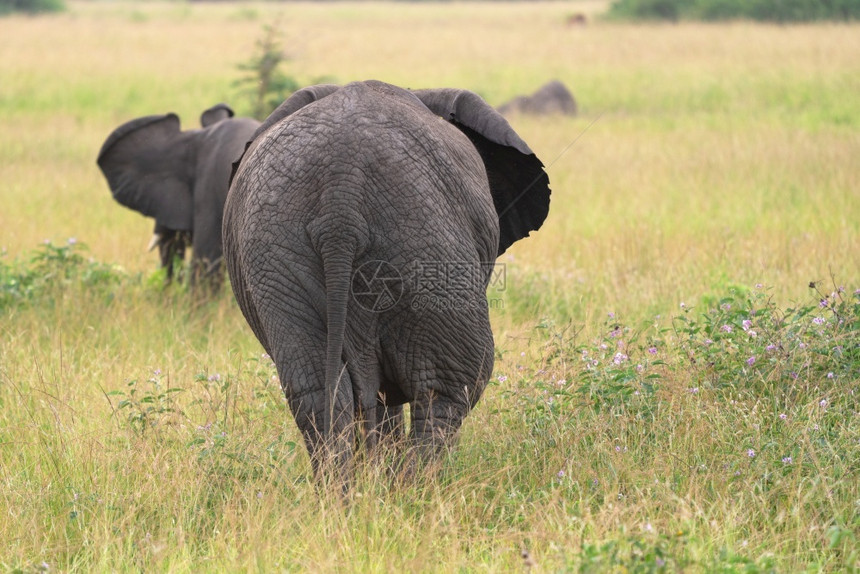 非洲大象Loxodontaafricana女王伊丽莎白公园乌干达生物圈自然景观图片