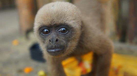 伍克斯里克斯相机脸科龙戈猴子来到镜头的前常见名字叫胡萝卜猴子科龙戈学名称叫拉戈特里克斯索希达肖像背景