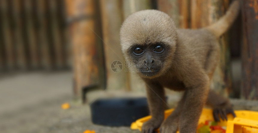 相机拉戈特里恰黑色的科龙戈猴子盯着镜头的常见名字叫胡萝卜猴子科龙戈学名称叫拉戈特里克斯瑟希达图片