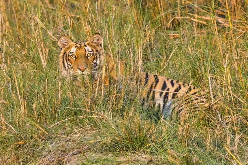 荒芜之地孟加拉虎Pantheratigristigris皇家巴迪亚国公园巴迪亚公园尼泊尔亚洲AlbertoCarrera肖像生物图片