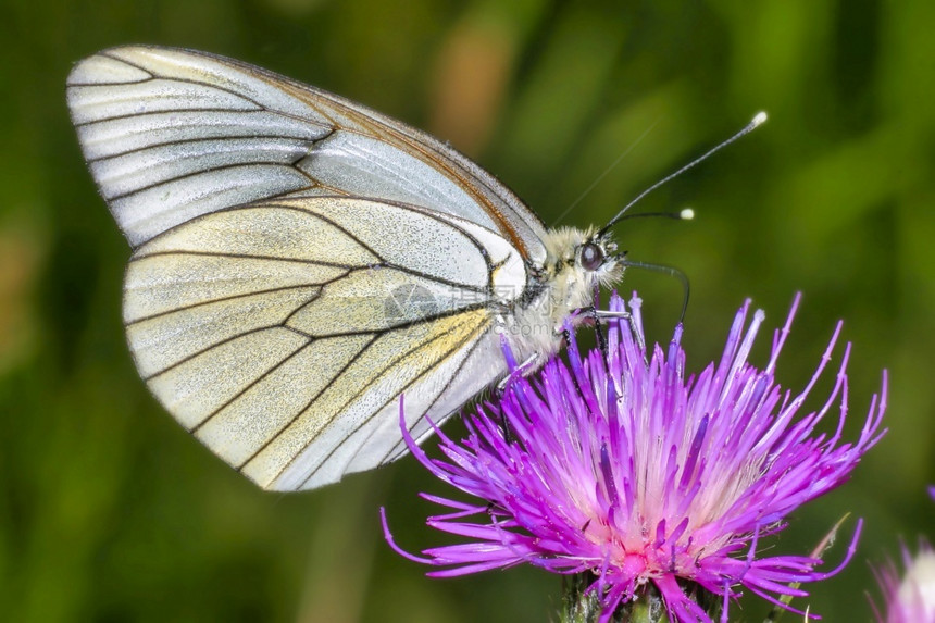 黑黄白蝴蝶阿波里亚克拉塔伊吉瓜达姆公园塞戈维亚卡斯蒂利和莱昂西班牙欧洲黑黄白蝴蝶阿波里亚克拉底生态物多样黑纹图片
