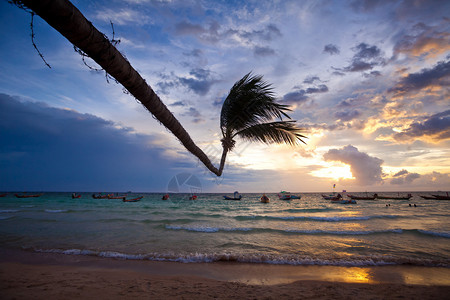 日落时在热带海滩的椰子棕榈树风景岛热的图片