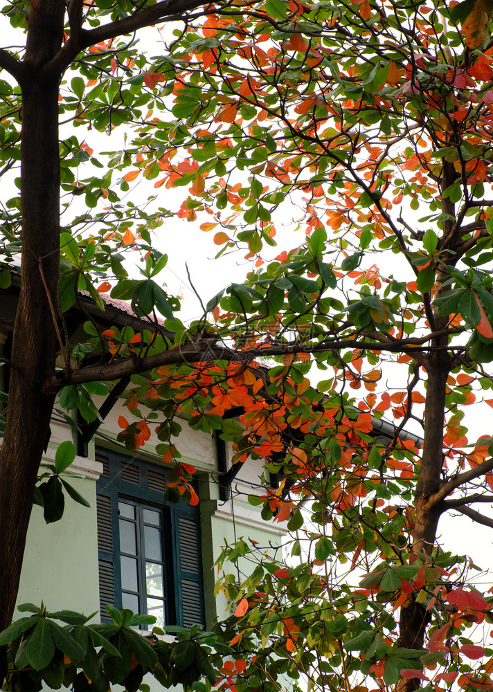 在越南胡志明市木窗前Villa与TerriaCatappa树在ViennaHoChiMinh市的木窗前卡塔帕赛叶子图片