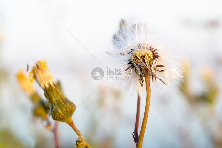 激进分子以种为盛开的伪善者土著水平的图片