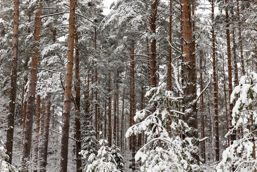 景观绿色冰美丽的霜冻冬天和风景松树上的雪图片