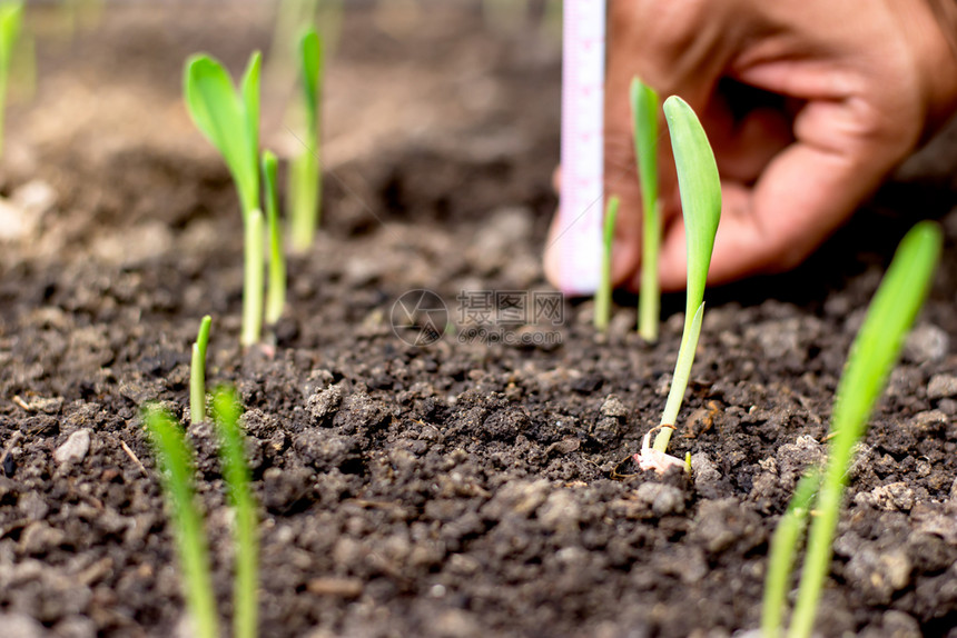 关心玉米的幼苗从肥沃土壤中生长而农业男子的手则在测量后背干茎的高度注发芽环境图片