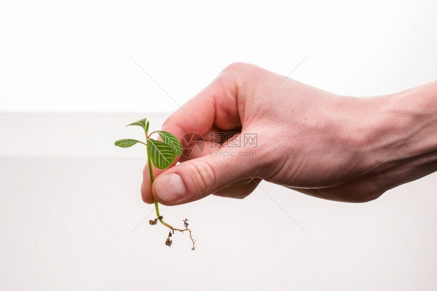 种植在土壤中之前的手边植物食黑色的生活图片