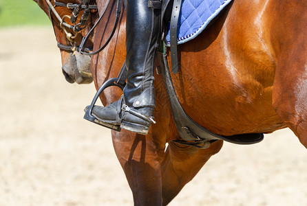 训练动物骑着装饰比赛的马士外部图片