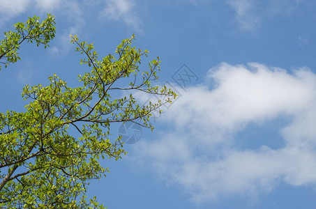 云天空背景复制间上的树太阳晴天图片