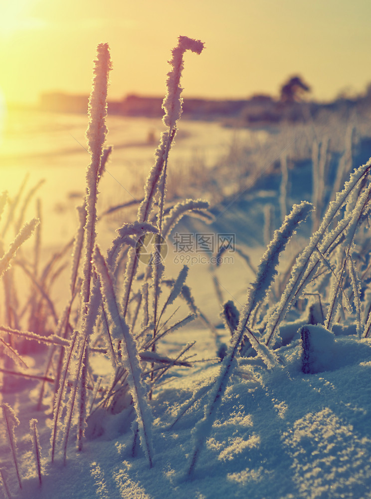 木头海滩天美丽的圣诞风景冬季与松林海滨沙丘图片
