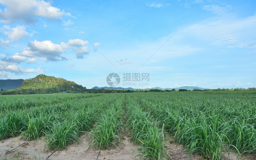 糖庄稼排长的甘蔗田以山地和天空为背景图片