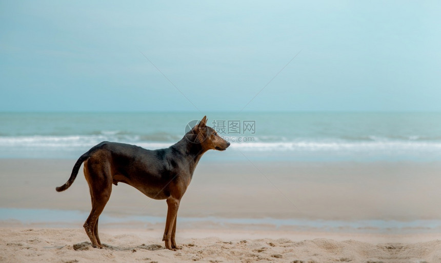 海边玩耍的狗狗图片