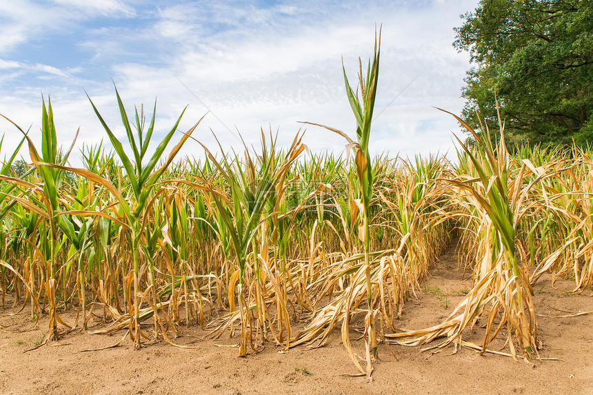 植物农业破坏在阳光下干枯的玉米作物中干旱缺少短图片