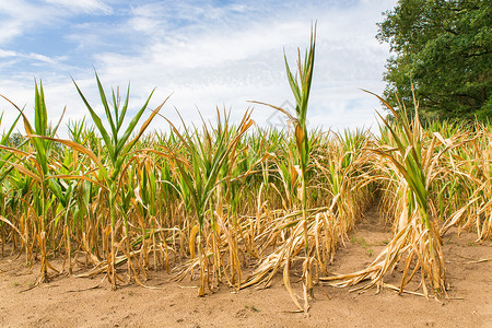 植物农业破坏在阳光下干枯的玉米作物中干旱缺少短图片