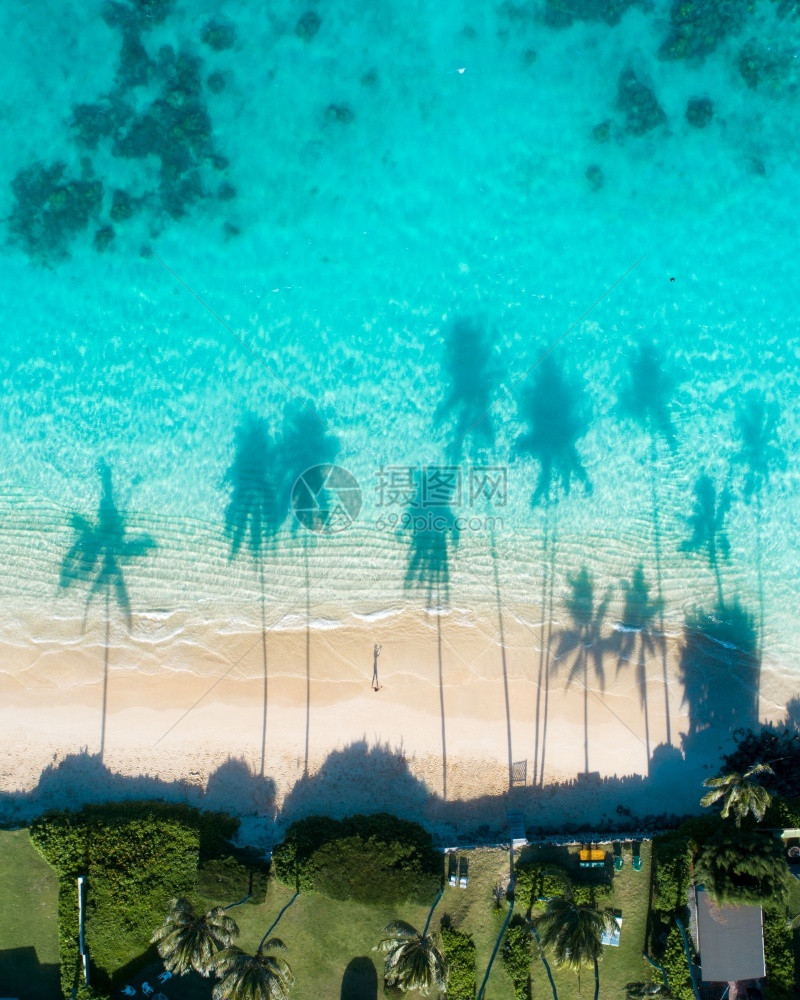 海浪棕榈树在碧绿海水中倒影图片