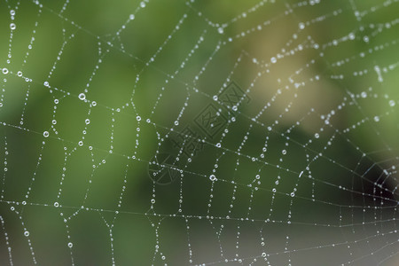 关闭蜘蛛网在模糊的绿色背景上用雨滴连接蜘蛛网缩合危险络图片