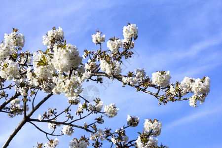 春天的白色樱桃花朵图片