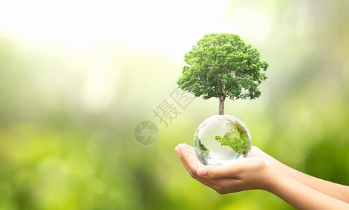 地球生长可持续的树种和绿色自然的玻璃球手握背景生态概念模糊图片