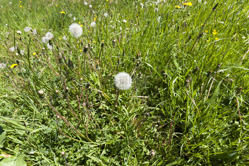 绿草地和成熟的白花椰菜球朵泉源吹阳光天图片