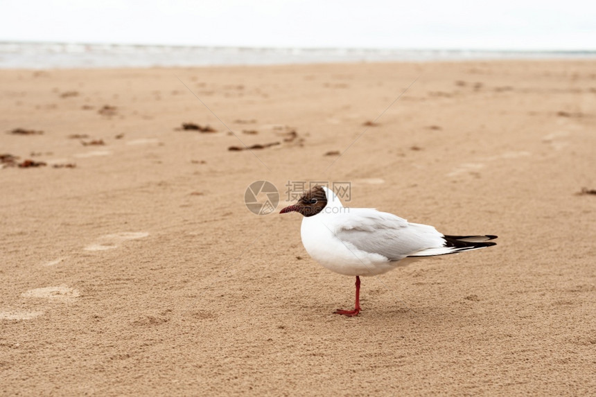 沙滩上白海鸥图片