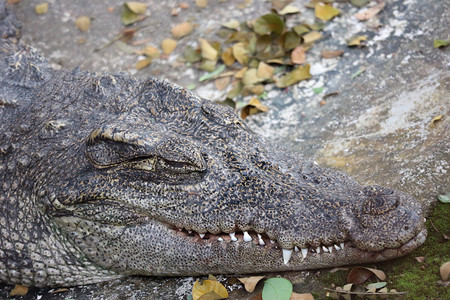 颚嘴肉食动物睡着的鳄鱼躺在自然池塘附近图片