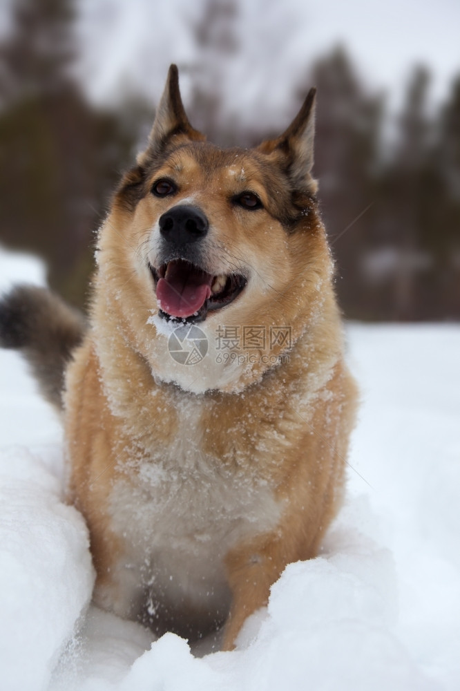 白色的走蓬松快乐橙色狗在森林边缘的雪中玩图片