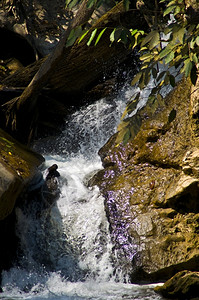 麦放松清迈附近梅萨瀑布的一部分国民图片