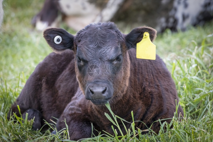 鼻子坐在一片绿草地上直望着澳大利亚区域前方的青草原上农业牛图片