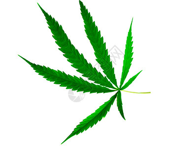 大麻籽油籼稻幼苗树叶白色背景的绿药用植物叶紧闭背景