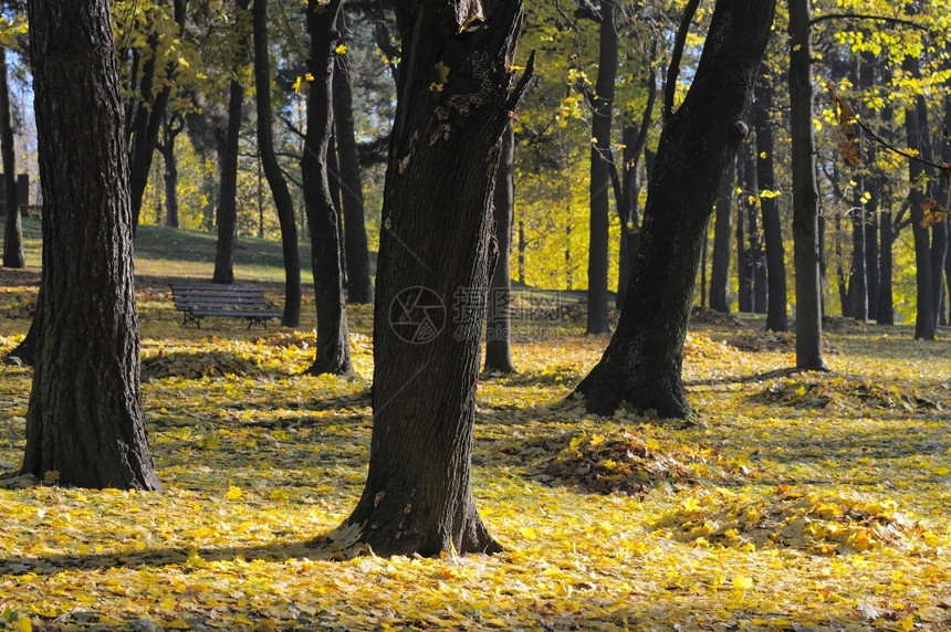 十月花分支黄色秋天公园的黄红树叶图片