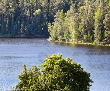 树季节景观被密林覆盖的湖泊海岸全景图片