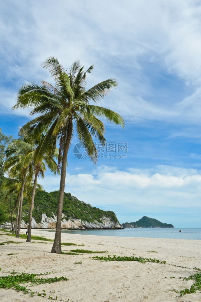 兰姆有椰子树的热带海滩汗石灰图片