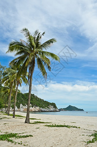 兰姆有椰子树的热带海滩汗石灰图片